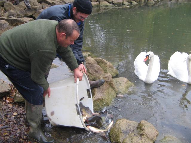 Alevinage des tanches 2007