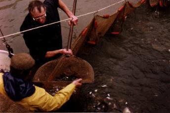 Coupe d'&eacute;puisette magique